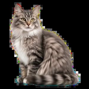 Imagen de GATO