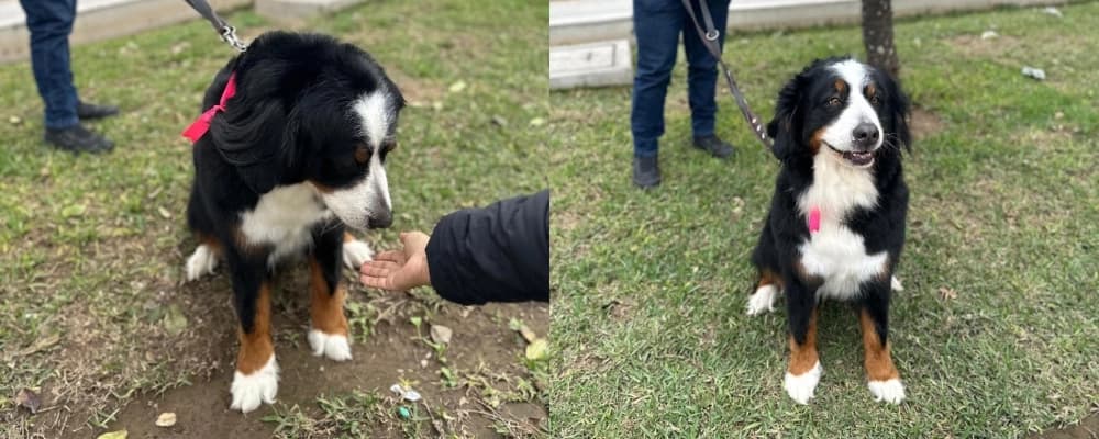 wheat flour grinding