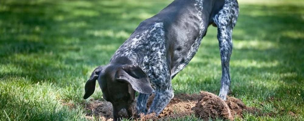 wheat flour grinding