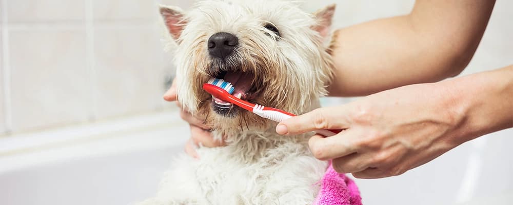 wheat flour grinding