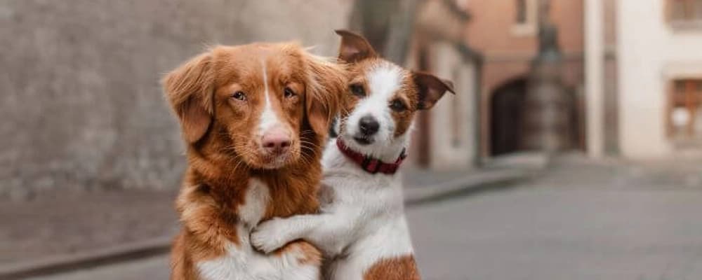 wheat flour grinding